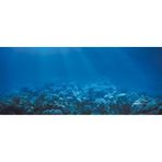 Kanki Pet KP1556522 Akvaryum Arka Fon Yapıştırma 155 x 65 CM