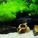 Kanki Pet KP1556533 Akvaryum Arka Fon Yapıştırma 155 x 65 CM