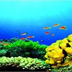 Kanki Pet KP18565027 Akvaryum Arka Fon Yapıştırma 185 x 65 CM