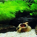 Kanki Pet KP18565033 Akvaryum Arka Fon Yapıştırma 185 x 65 CM