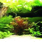 Kanki Pet KP18565036 Akvaryum Arka Fon Yapıştırma 185 x 65 CM