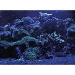 Kanki Pet KP5540025 Akvaryum Arka Fon Yapıştırma 55 x 40 CM