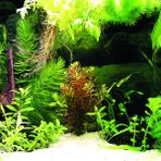 Kanki Pet KP5540036 Akvaryum Arka Fon Yapıştırma 55 x 40 CM