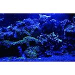 Kanki Pet KP7045025 Akvaryum Arka Fon Yapıştırma 70 x 45 CM