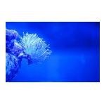 Kanki Pet KP7045026 Akvaryum Arka Fon Yapıştırma 70 x 45 CM