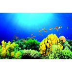 Kanki Pet KP7045027 Akvaryum Arka Fon Yapıştırma 70 x 45 CM