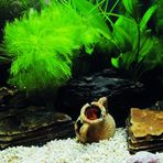 Kanki Pet KP7045033 Akvaryum Arka Fon Yapıştırma 70 x 45 CM