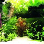 Kanki Pet KP7045036 Akvaryum Arka Fon Yapıştırma 70 x 45 CM