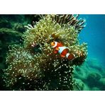 Kanki Pet KP8550015 Akvaryum Arka Fon Yapıştırma 85 x 50 CM