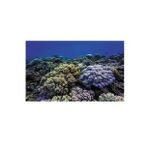 Kanki Pet KP8550020 Akvaryum Arka Fon Yapıştırma 85 x 50 CM