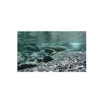Kanki Pet KP8550031 Akvaryum Arka Fon Yapıştırma 85 x 50 cm
