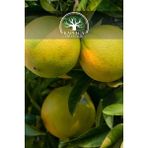 Kaplıca Fidancılık Ağaç Kavunu Pomelo Şadok Fidanı 3 Yaş - 1 Adet