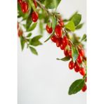 Kaplıca Fidancılık ( Kurt Üzümü ) Goji Berry Fidanı 2 Yaş - 1 Adet