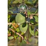 Kaplıca Fidancılık Tüplü Aromalı Feijoa Kaymak Ağacı Fidanı 3 Yaş - 1 Adet