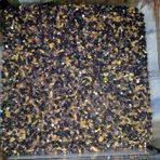 Kara Lahana Tohumu 100 Gr Ücretsiz Kargo