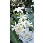 Kara Selvi - Mezarlık Servi Saksı'da - Cupressus Sempervirens - 35-45 cm Dikime Hazır