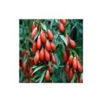 Karabağ Fidancılık Goji Berry Fidanı Meyve Verme Yaşında Tüplü (Karabağ)