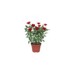 Karadeniz Fidancılık Minyatür Gül Fidanı Kırmızı 10-20 cm