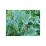 Karadeniz Lahana Tohumu - 10 Gram