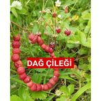 Karadeniz Yabani Dağ Çileği Fidesi Saksıda 1 Adet 10-20 CM