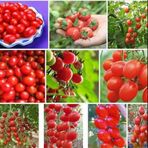 Karışık Cherry Domates Tohumu 300+ Tohum N11.6861