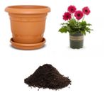 Karışık Gerbera Çiçeği Tohumu Ekim Seti