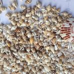 Karışık MİNİK Kiloluk Deniz Kabuğu (Şişe İçi İçin) (1 KG)