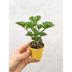 Karışık Renk Ceylangözü Sardunya Fidesi 8.5 Cm Saksıda