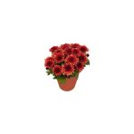 Karışık Renk Kasımpatı Çiçeği Fidanı Fidesi 10-20 cm 1 Adet