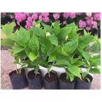 Karışık Renk Ortanca Çiçeği Fidanı 10-20 Cm