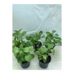 Karışık Renk Ortanca Fidesi Fidanı 10-20 Cm 5 Adet