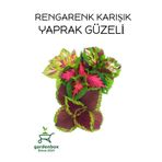 Karışık Renk Yaprak Güzeli 5 Adet Kolyoz Cam Güzeli, SRD03022025BYB410