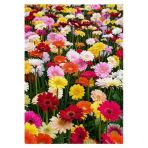 Karışık Renkli Gerbera Çiçeği Tohumları, Bahçe İçin Renkli Alternatif