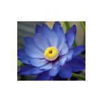 Karışık Renkli Lotus Çiçeği Tohumu