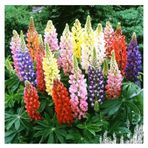 Karışık Renkli Lupin Acı Bakla Çiçeği Tohumu 5 Tohum + Ekim Seti + Saksı + Toprak + Hediye Tohum
