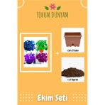 Karışık Renkli Mimoza Küstüm Çiçeği Tohumu Ekim Seti