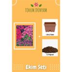 Karışık Renkli Sarkan Obrizya Çiçeği Tohumu Ekim Seti