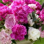 Karışık Şakayık Çiçeği Yumrusu Mix Peony 3 Adet