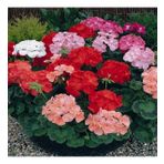 Karışık Sardunya Geranium Sanguineum Çiçeği Tohumu -23 Adet