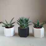Karla Botanik Crassula & Gasteria 3'lü Sukulent Seti Siyah & Beyaz Seri