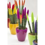 Karla Botanik Dekoratif Renkli Paşa Kılıcı Sansevieria Cylindrical