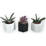 Karla Botanik Echeveria & Gasteria 3'lü Sukulent Seti | Siyah & Beyaz Seri