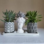 Karla Botanik Echeveria & Sedum 3'lü Sukulent Seti Helen Beyaz & Desenli Seri