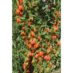 Karla Botanik Goji Berry(Kurt Üzümü) Fidanı