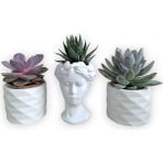 Karla Botanik Haworthia & Echeveria 3'lü Sukulent Seti Helen Beyaz Seri