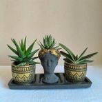 Karla Botanik Haworthia & Gasteria 3'lü Sukulent Seti Helen Siyah & Gold Seri