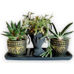 Karla Botanik Haworthia & Gasteria & Rhipsalis 3'lü Sukulent Seti Helen Siyah & Gold Seri