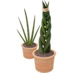 Karla Botanik Örgülü Paşa Kılıcı Sansevieria Cylindrica