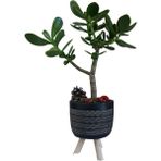 Karla Botanik Sukulent Crassula Ovata Ayaklı Siyah Saksıda