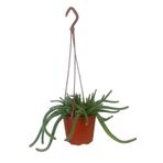 karlabotanik Çiçek Açan Yılan Kaktüsü | Chamaecereus Silvestrii